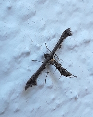 Michaelophorus indentatus