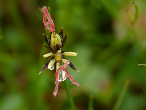 Juncus duthiei (Juncus duthiei)