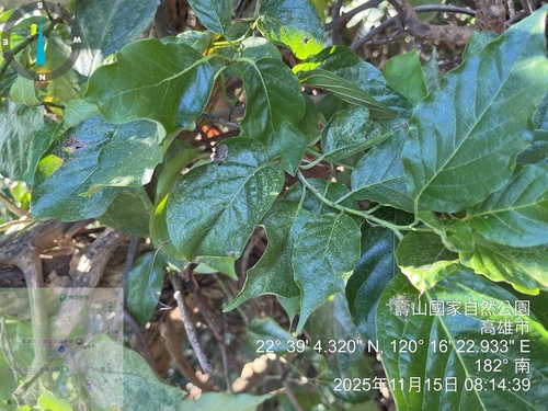 Ehretia resinosa (Ehretia resinosa)