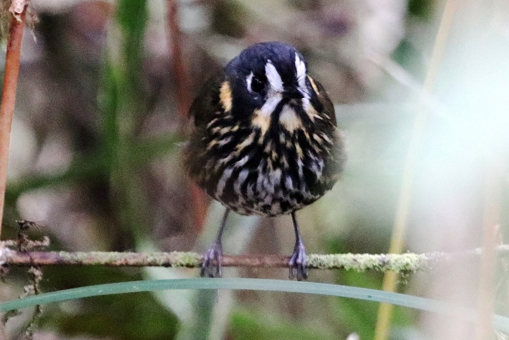 Crescent-Faced Antpitta