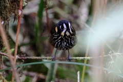 Grallaricula lineifrons