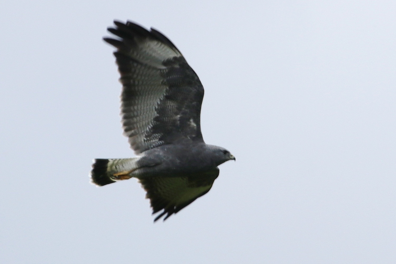 Buteo polyosoma image