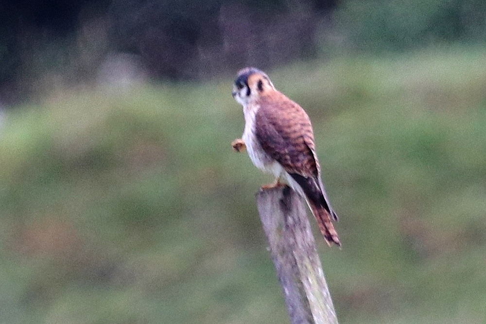 Falco sparverius image