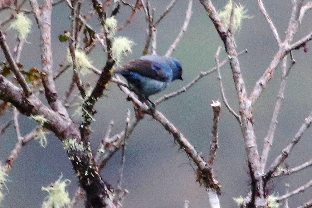 Tangara vassorii image