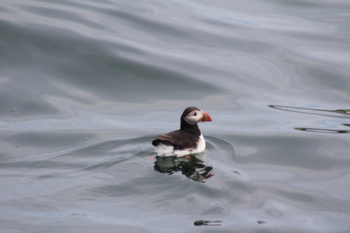 Atlantic Puffin photographed in Maine