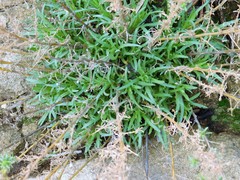 Deinandra minthornii