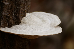 Amaropostia stiptica