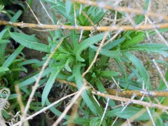 Deinandra minthornii