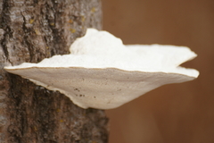 Amaropostia stiptica