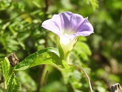 Ipomoea meyeri