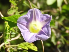 Ipomoea meyeri