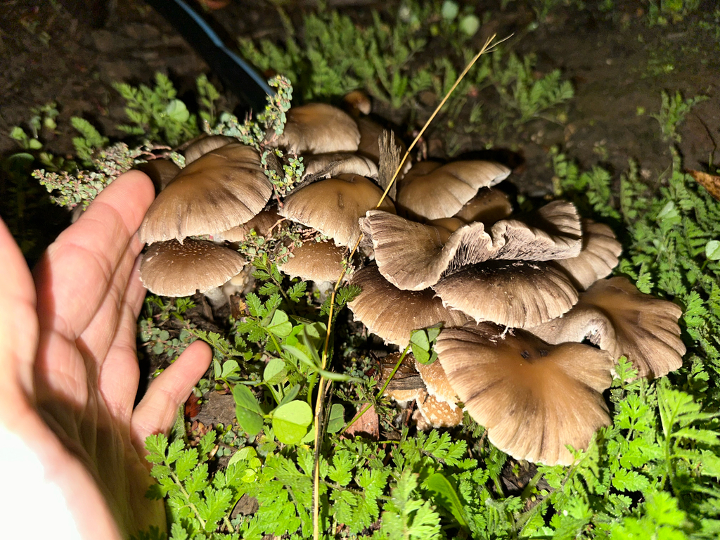 Candolleomyces candolleanus · November 2025 · photo: © kcelshoff (iNaturalist, cc-by)
