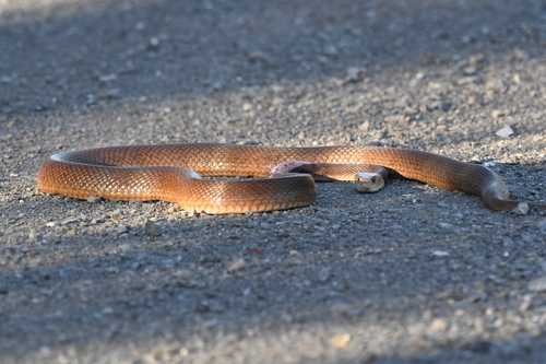 Coastal Taipan sighting