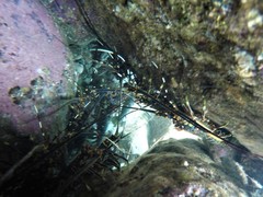Panulirus inflatus