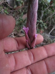 Tillandsia incarnata