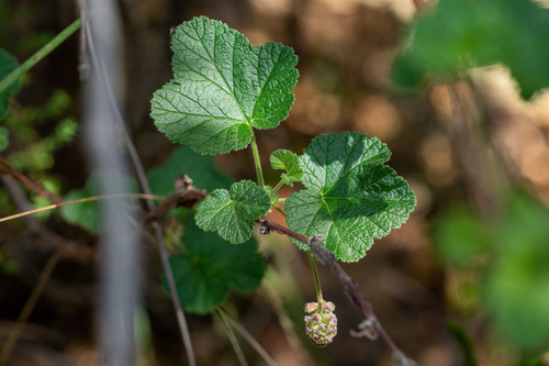 Moreno currant (Ribes canthariforme)