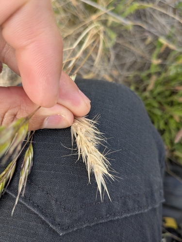Rytidosperma duttonianum, 2025-11-18
