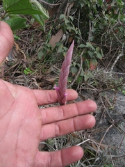 Tillandsia incarnata