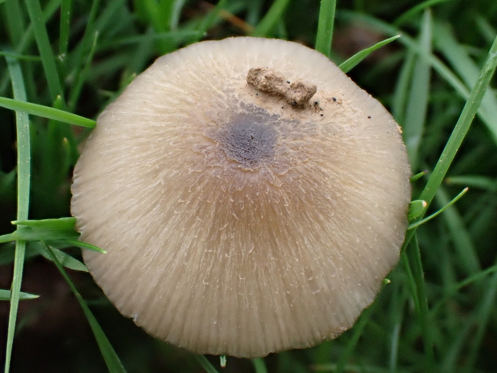 Entoloma conferendum · November 2025 · photo: © lizfrost47 (iNaturalist, cc-by)