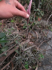 Tillandsia incarnata