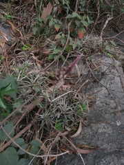 Tillandsia incarnata