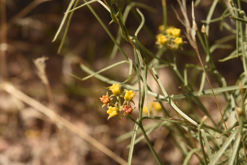 Utah vine milkweed (Funastrum utahense)