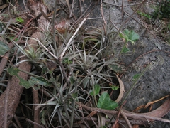 Tillandsia incarnata