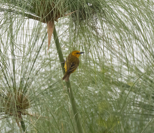 Slender-billed Weaver (Ploceus pelzelni), photo 5