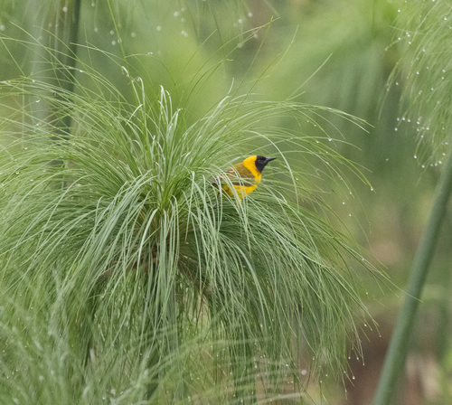 Slender-billed Weaver (Ploceus pelzelni), photo 10
