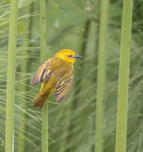Slender-billed Weaver (Ploceus pelzelni), photo 6