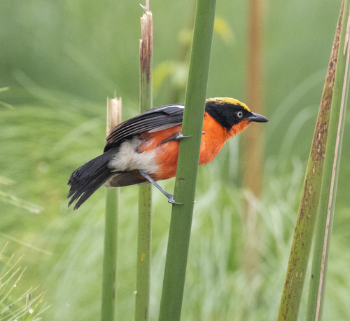 Papyrus Gonolek (Laniarius mufumbiri), photo 5