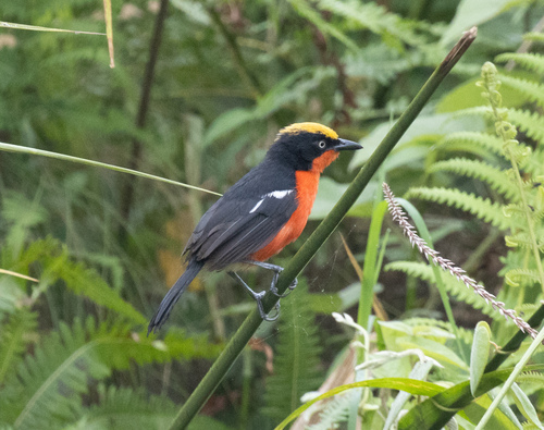 Papyrus Gonolek (Laniarius mufumbiri), photo 6