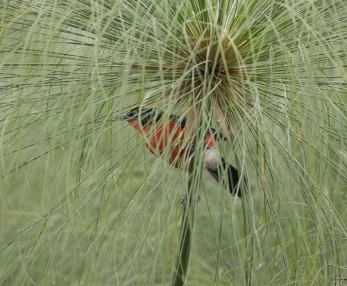 Papyrus Gonolek (Laniarius mufumbiri), photo 2