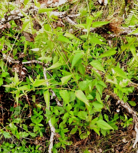 Chromolaena odorata observed 2025-11-17