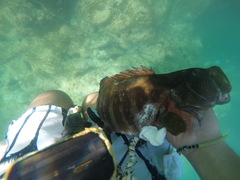 Cephalopholis panamensis