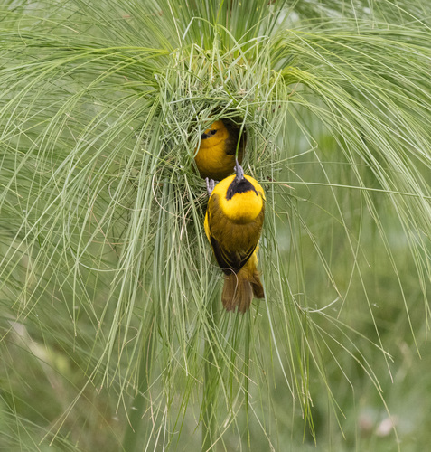 Slender-billed Weaver (Ploceus pelzelni), photo 6