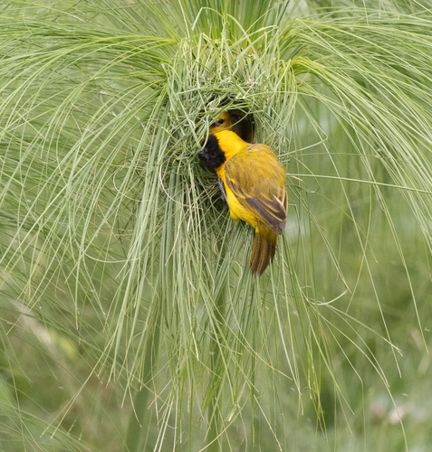 Slender-billed Weaver (Ploceus pelzelni), photo 7