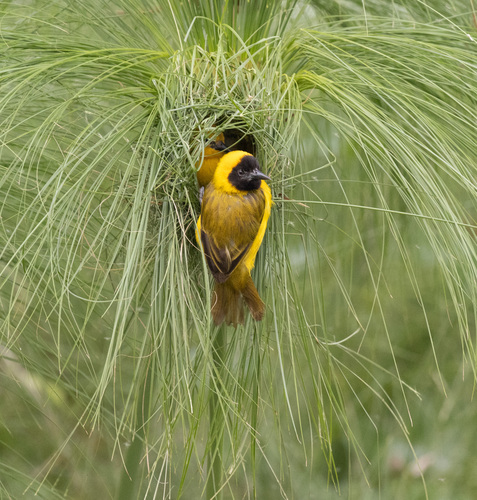 Slender-billed Weaver (Ploceus pelzelni), photo 8