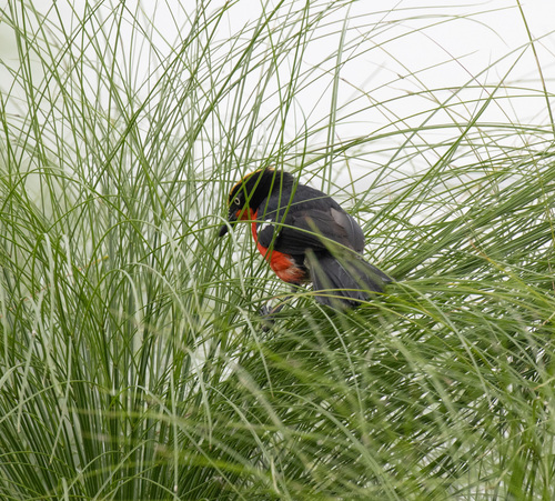 Papyrus Gonolek (Laniarius mufumbiri)