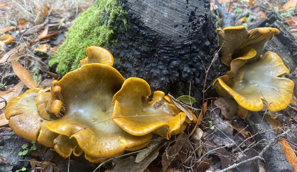 Omphalotus olivascens · November 2025 · photo: © hllrnnr (iNaturalist, cc0)