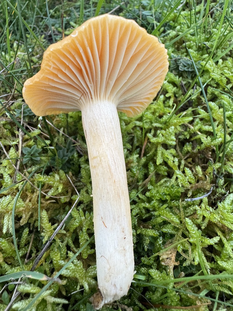 Cuphophyllus pratensis · November 2025 · photo: © lizfrost47 (iNaturalist, cc-by)
