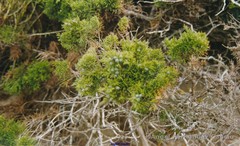 Juniperus turbinata