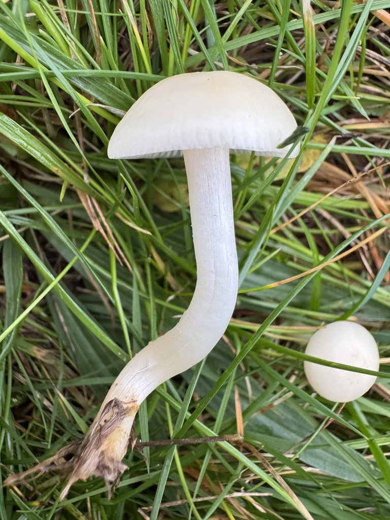 Cuphophyllus virgineus · November 2025 · photo: © lizfrost47 (iNaturalist, cc-by)