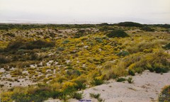 Anthyllis terniflora