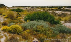 Anthyllis terniflora