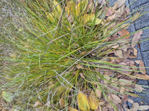 Carex mira iNat (3)