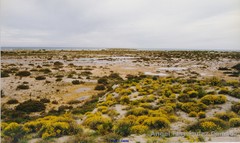 Anthyllis terniflora
