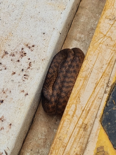 Brown Tree Snake sighting