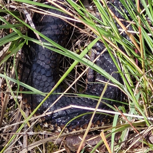 Lowlands Copperhead sighting