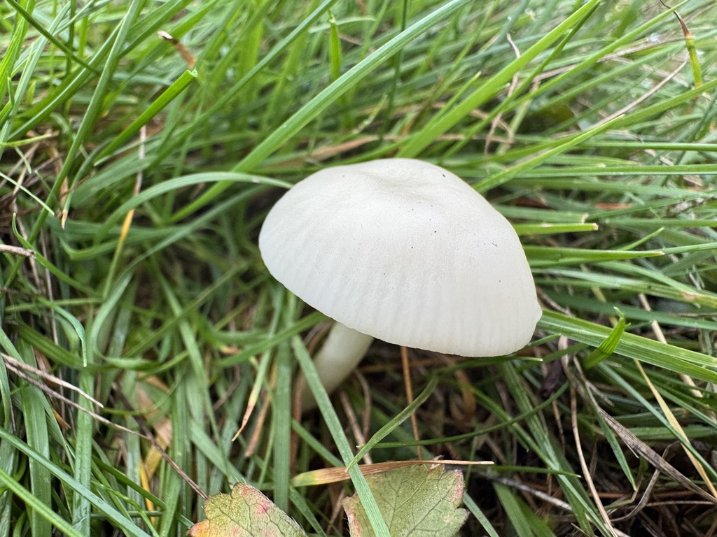 Cuphophyllus virgineus · November 2025 · photo: © lizfrost47 (iNaturalist, cc-by)